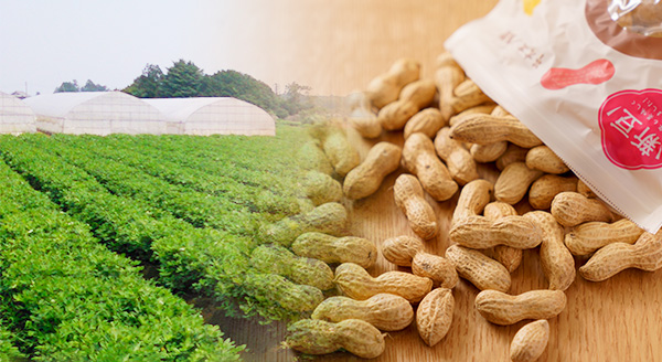 落花生畑と製品Ｑナッツ